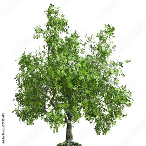 Summer tree 3d illustration isolated on white background