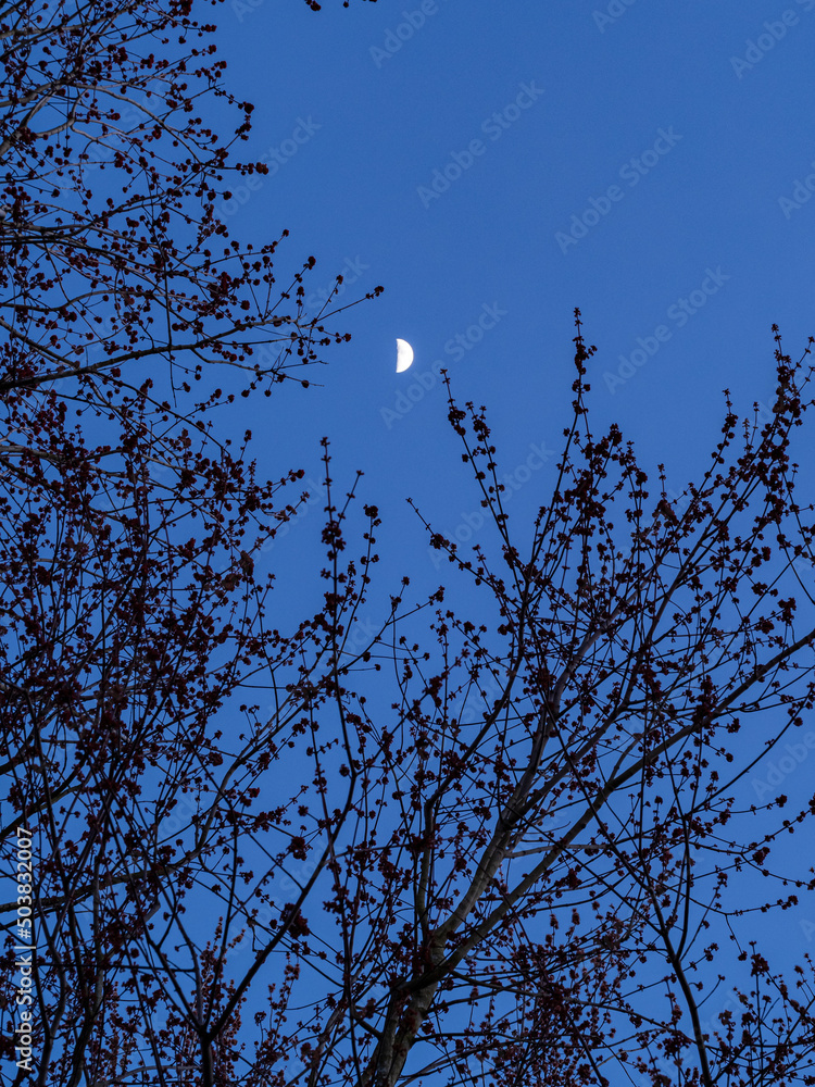 moon rise above the silhouette of the tree branches near dusk moon rise above the silhouette of the tree branches near dusk