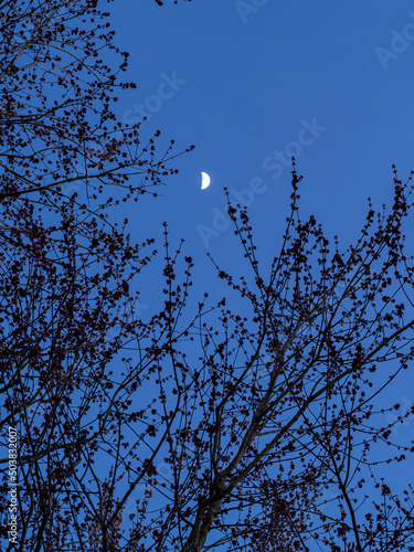 moon rise above the silhouette of the tree branches near dusk