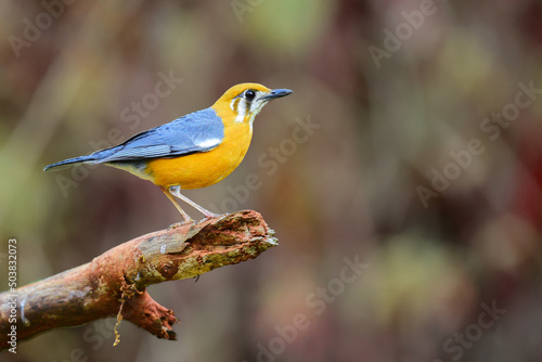 Orange headed thrush.