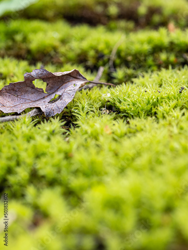 close up shot of fresh green moss covered surface with some dried leaves on top
