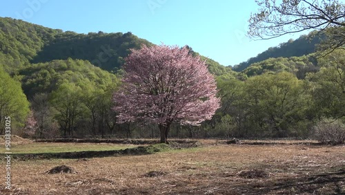 桧原の一本桜・裏磐梯（福島県・北塩原村） photo