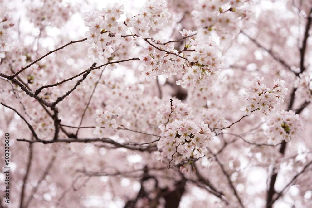 桜と白いベンチ