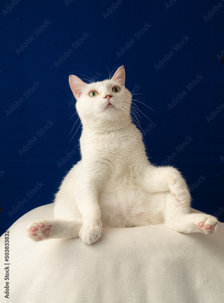 かわいい白猫のポートレート　青い背景