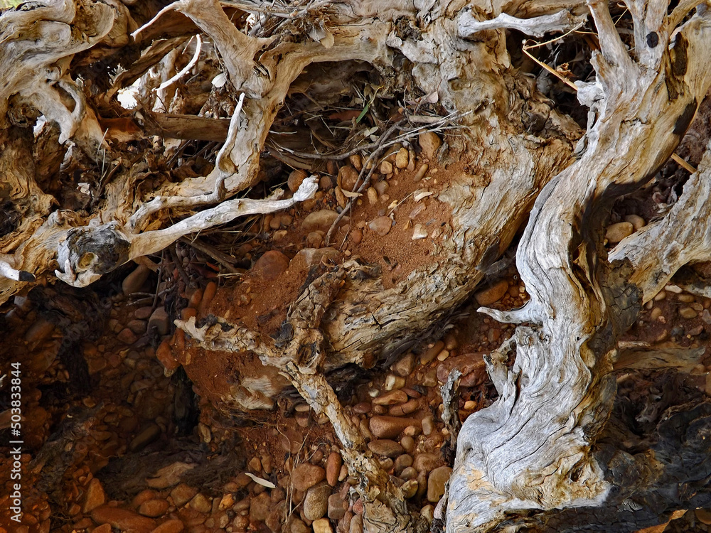 Close up of background dried wood branches amongst red dirt and stones Close up of background dried wood branches amongst red dirt and stones