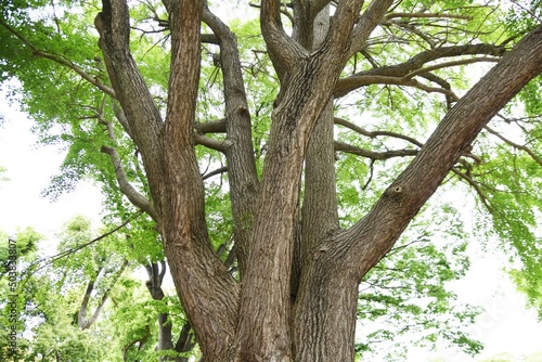 Ginkgo tree in the park in early summer.