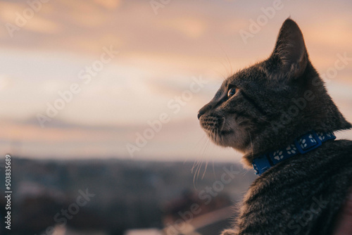 Side portrait of a gray striped  cat with a blue collar proudly looking left photo