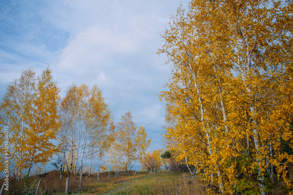 Autumn trail along the lakes shore. Yellow birches branches against a cloudy sky. Tranquil nature landscape. Autumn trail along the lakes shore. Yellow birches branches against a cloudy sky. Tranquil nature landscape.