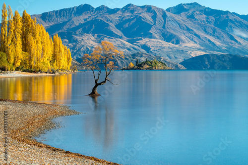 Lake Wanaka Tree - New Zealand 