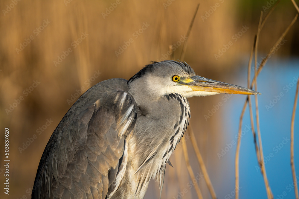 Close up of a juvenile grey heron perched on a fence in rural Netherlands Close up of a juvenile grey heron perched on a fence in rural Netherlands