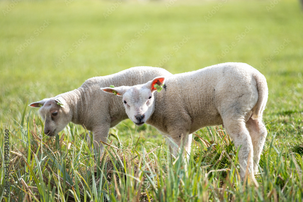 Two lambs grazing in a field in netherlands Two lambs grazing in a field in netherlands