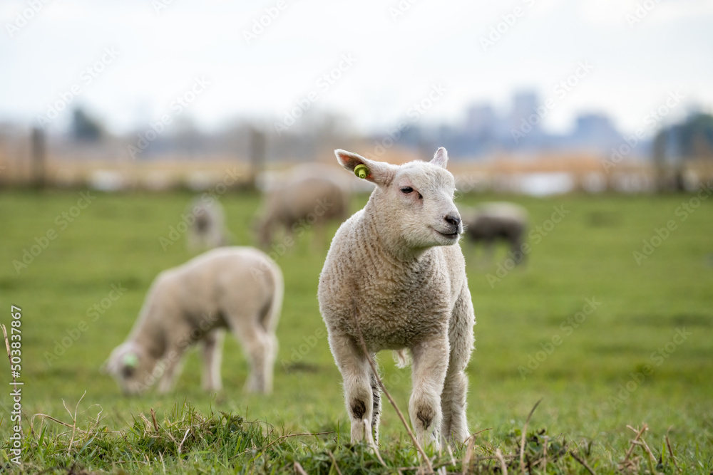Fototapeta premium Stoic lamb surveying its world from a field of sheep in the Netherlands
