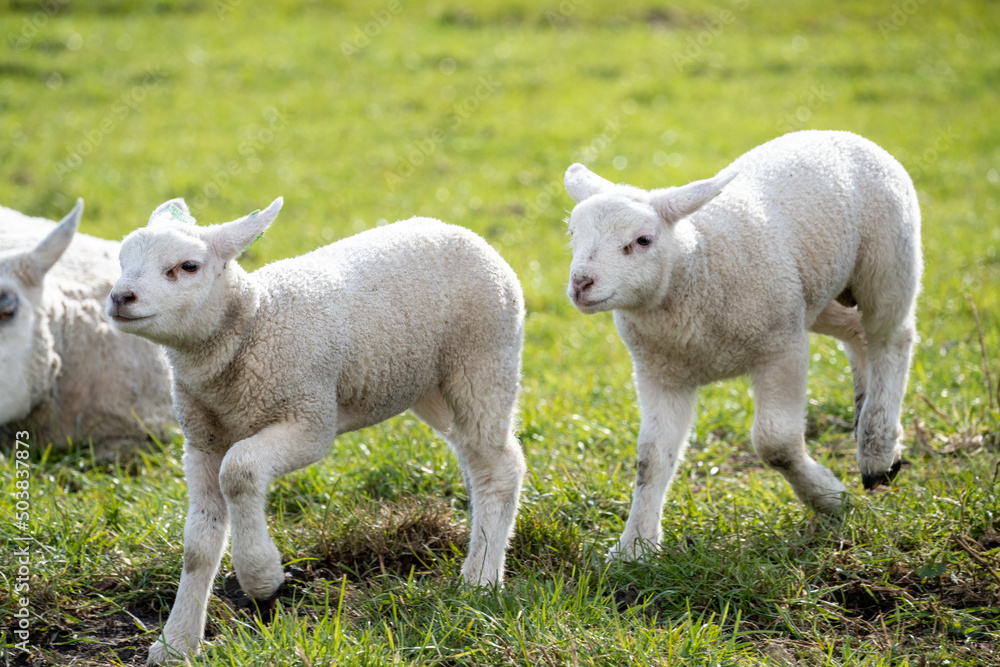 Two lambs running in a field in the Netherlands Two lambs running in a field in the Netherlands