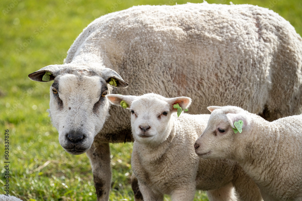 Two lambs and their mother watching the camera in the Netherlands Two lambs and their mother watching the camera in the Netherlands