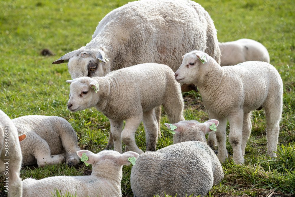 Flock of lambs and a mother in a field Flock of lambs and a mother in a field