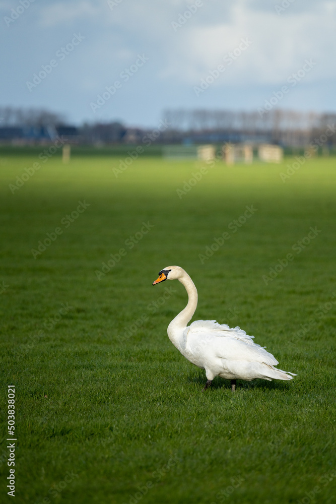 Mute Swan standing in a farm field in rural Netherlands Mute Swan standing in a farm field in rural Netherlands