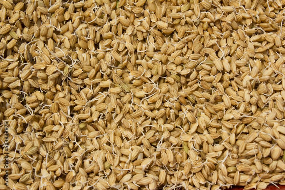 A pile of rice seeds starting to sprout. A pile of rice seeds starting to sprout.