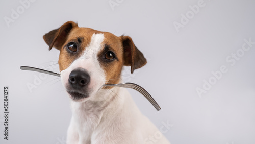 Close-up portrait of a dog Jack Russell Terrier holding a fork in his mouth on a white background. Copy space.  © Михаил Решетников