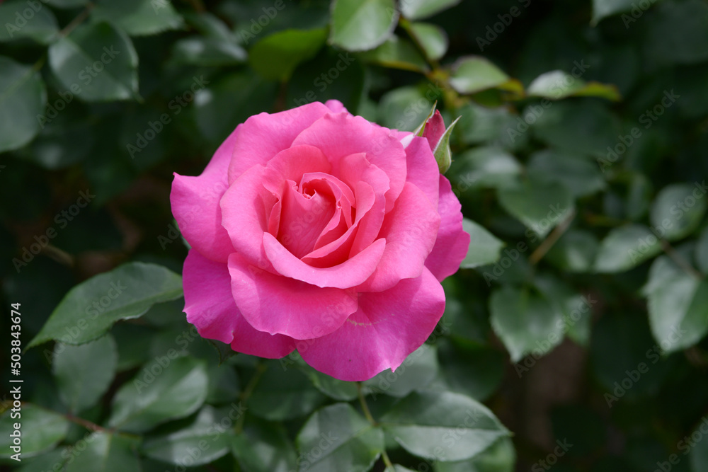 うらら バラの花 うらら バラの花