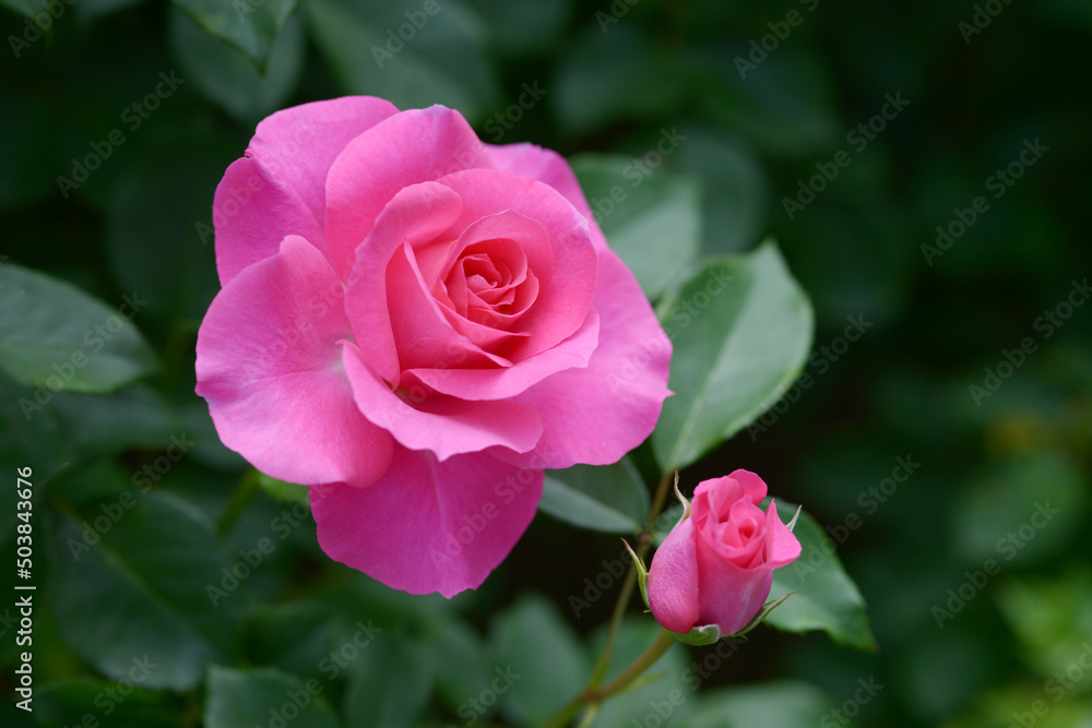 うらら バラの花 うらら バラの花