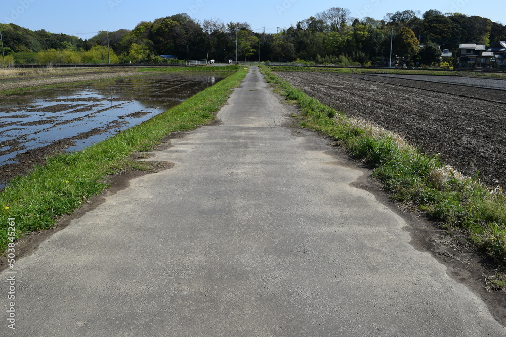 Fototapeta premium 舗装された農道と田園風景