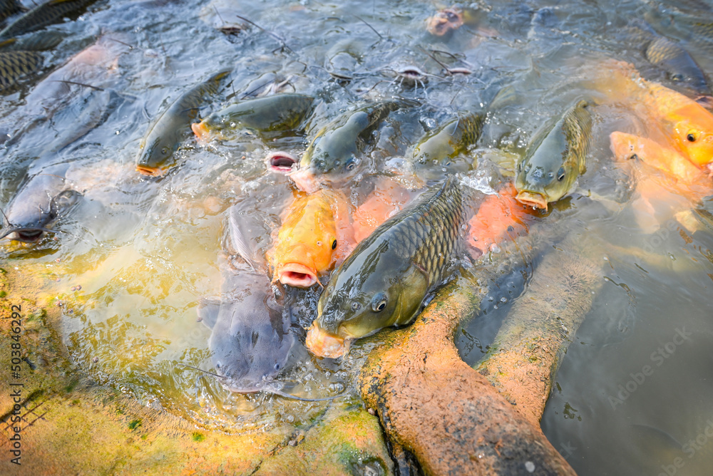 Carp fish tilapia and catfish eating from feeding food on water surface  ponds on water surface ponds, fish farm floating for breathe on top water  in lake near river Asian Stock Photo