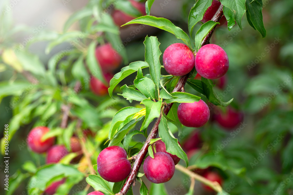 Plum Tropical Fruits in Thailand and Southeast Asia. Plum Tropical Fruits in Thailand and Southeast Asia.
