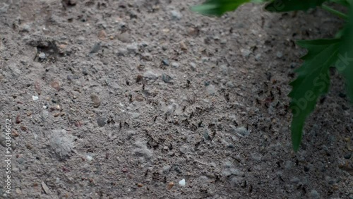 Ants by the anthill at work,ants carring eggs,selective focus . in the open air close-up. Kamponotus, or carpenter ant