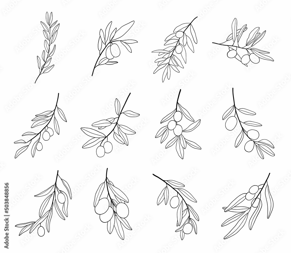 Set of Olive branch line art drawing. Vector illustration with olive ...