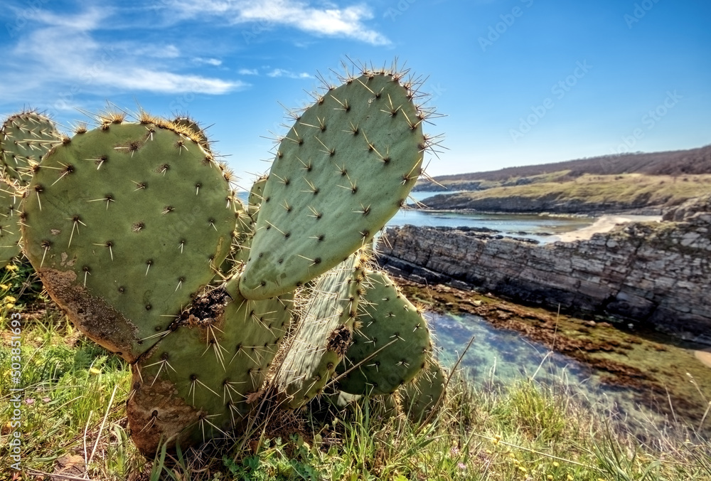 cactus on the beach cactus on the beach