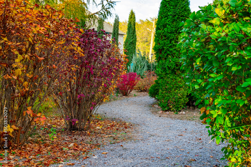 Walkway in the natural park with autumn red and green bushes and trees. Autumn bushes and trees with colorful leaves background. Walkway in the natural park with autumn red and green bushes and trees. Autumn bushes and trees with colorful leaves background.