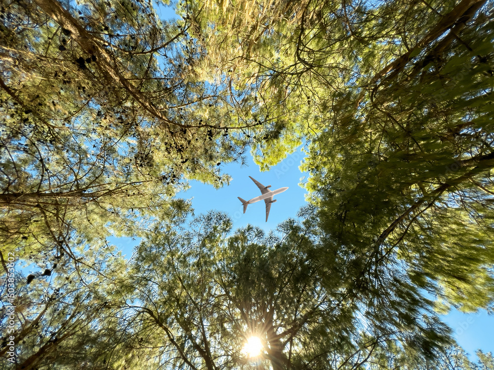 Airplane flying above the forest, bottom view
