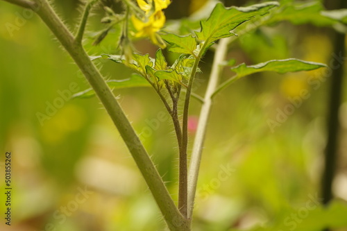 ミニトマトのわき芽