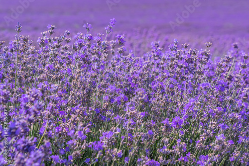 Lavender field close up as a blurred natural purple background