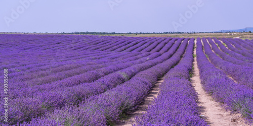 Outdoor view of a field saturated with purple rows of fragrant lavender