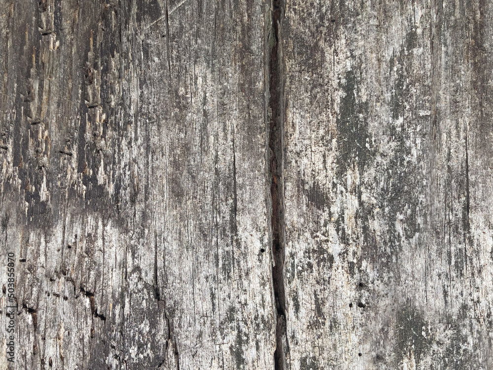 wood texture background surface, old wood natural pattern. Wood texture for design and decoration. wood planks. Wooden Texture background. wooden Backdrop. Grunge texture. natural background. antique. wood texture background surface, old wood natural pattern. Wood texture for design and decoration. wood planks. Wooden Texture background. wooden Backdrop. Grunge texture. natural background. antique.