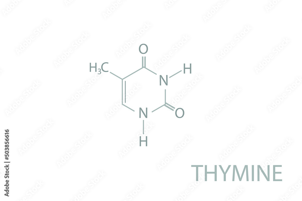 Thymine molecular skeletal chemical formula.
Thymine molecular skeletal chemical formula.
