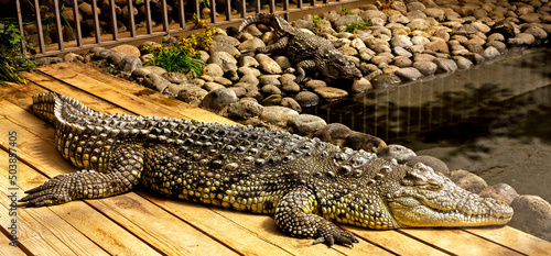 Tela A crocodile basking in the sun.