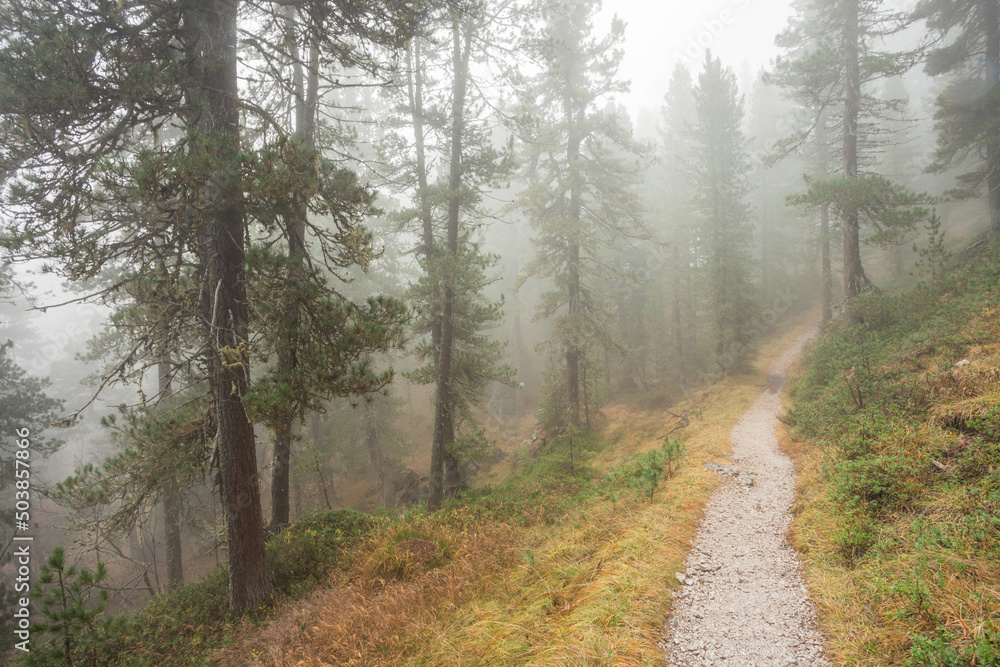 Low clouds in the forest at fall with yellow larches Low clouds in the forest at fall with yellow larches