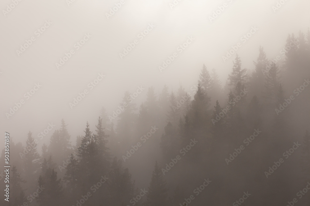 Low clouds in the forest at fall with yellow larches
