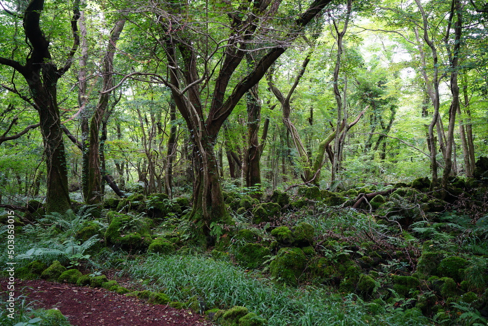 mossy rocks and old trees in summer forest mossy rocks and old trees in summer forest