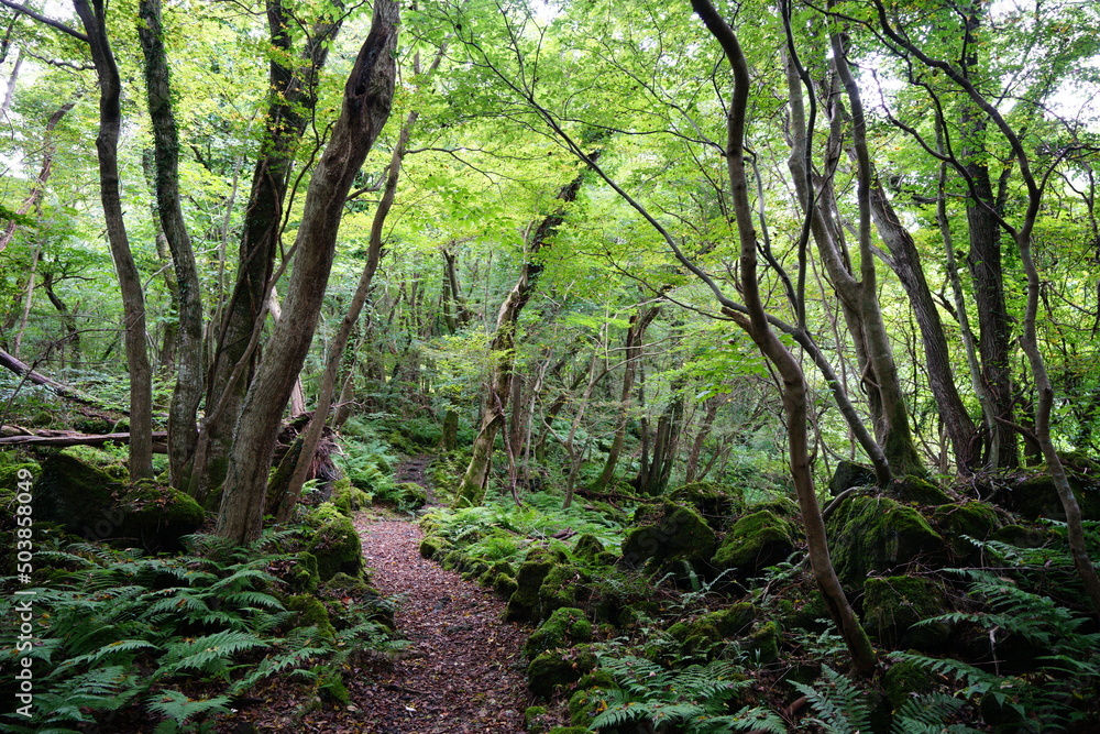 pathway through primeval forest pathway through primeval forest
