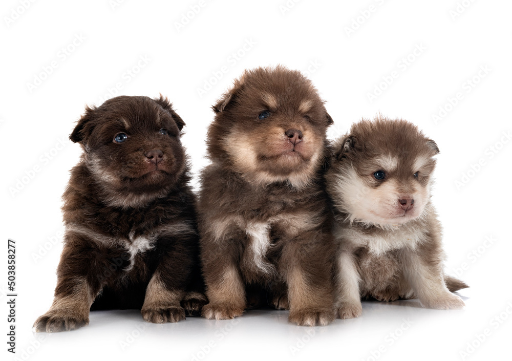 Fototapeta premium puppies Finnish Lapphunds in studio