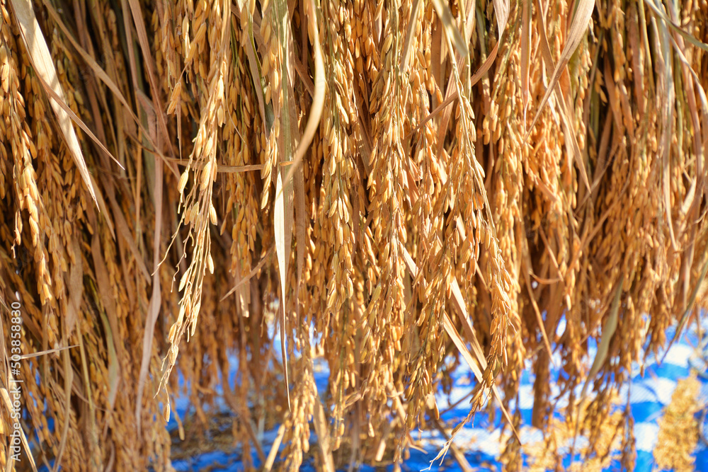 Fototapeta premium Paddy, Rice harvesting by farmers in northern Thailand.