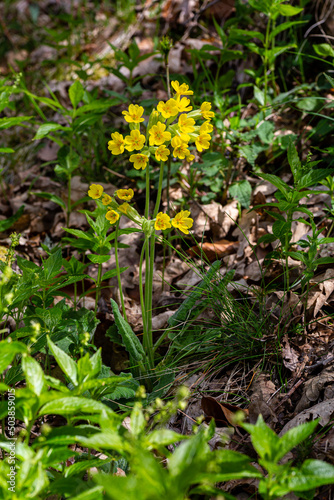 Primula veris. Common spring flowering plant in the forest.