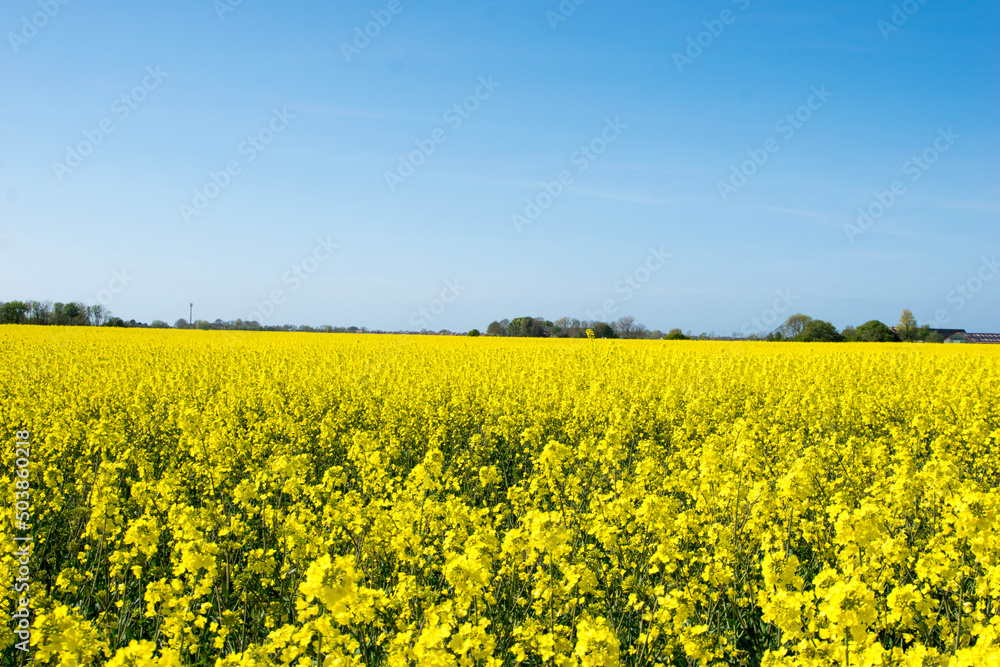 field field