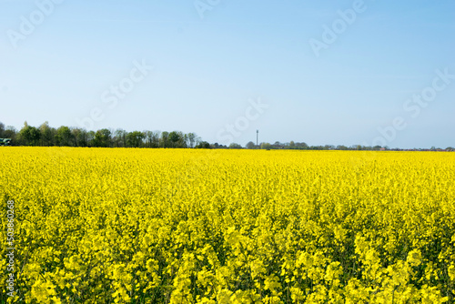 rapeseed field © Bertigrafie