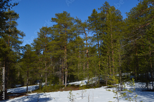 A pine forest in May 