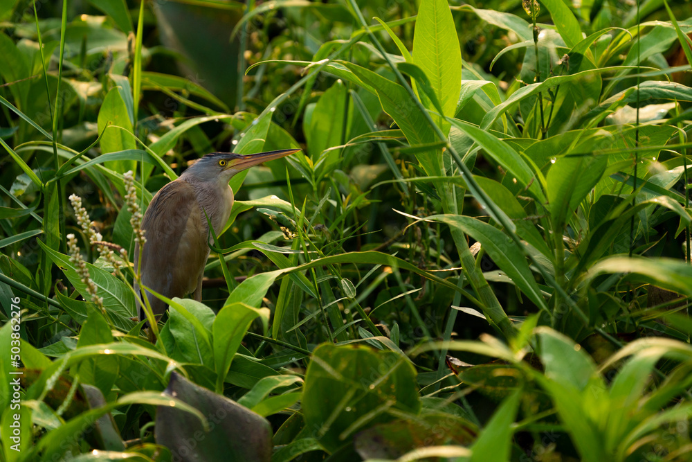A yellow bittern resting on a floating plant