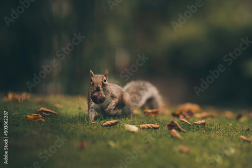 Hyde park squirrel © henrik